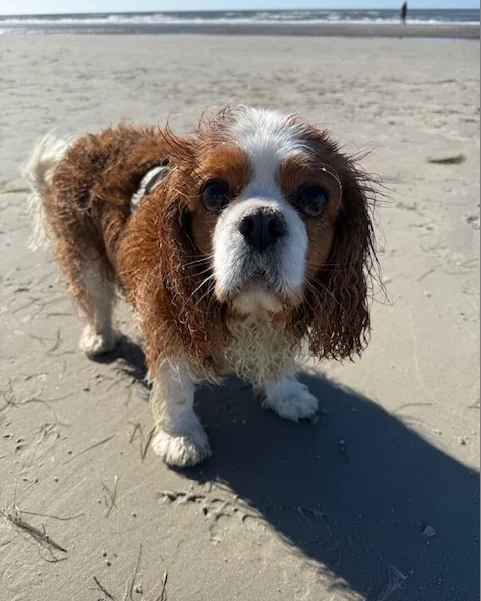 Emil, ein Cavalier King Charles Spaniel mit windzerzaustem Fell, steht am Sandstrand und schaut in die Kamera